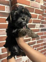 Jimmy Doo, a male Yorkshire Terrier for sale in Wausau, WI – 3 of 7