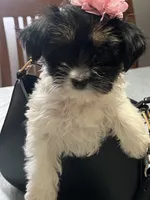 Pancha , a female Yorkshire Terrier for sale in Wausau, WI – 5 of 10