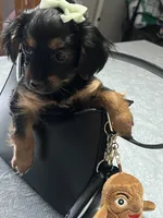Cookie, a female Yorkshire Terrier for sale in Wausau, WI – 5 of 9