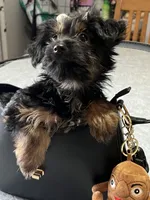 Yolanda, a female Yorkshire Terrier for sale in Wausau, WI – 5 of 8
