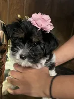 Pancha , a female Yorkshire Terrier for sale in Wausau, WI – 9 of 10