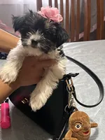 Pancha , a female Yorkshire Terrier for sale in Wausau, WI – 4 of 10