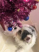 No name, a male Yorkshire Terrier for sale in Wausau, WI – Photo 7 of 7