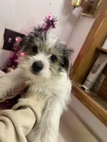 No name, a male Yorkshire Terrier for sale in Wausau, WI – Photo 1 of 7