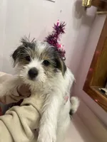 No name, a male Yorkshire Terrier for sale in Wausau, WI – Photo 5 of 7