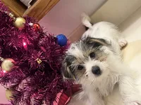 No name, a male Yorkshire Terrier for sale in Wausau, WI – Photo 2 of 7