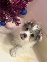 No name, a male Yorkshire Terrier for sale in Wausau, WI – Photo 3 of 7