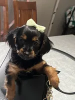 Cookie, a female Yorkshire Terrier for sale in Wausau, WI – 7 of 9