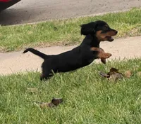 Dora, a female Dachshund for sale in Fort Worth, TX – 2 of 3