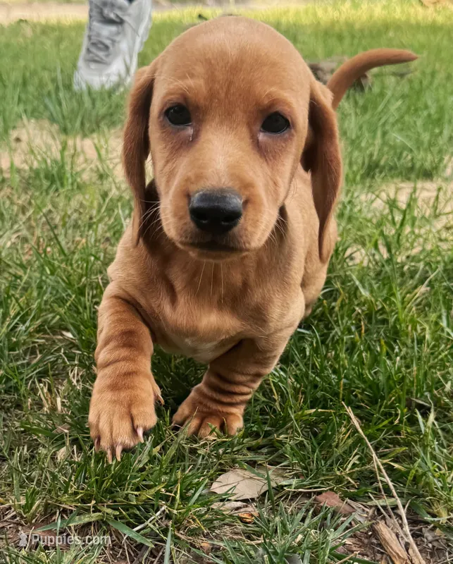 Buster – Dachshund puppy for sale in Fort Worth, TX