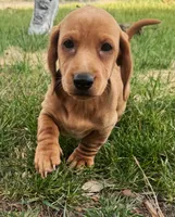 Buster, a male Dachshund for sale in Fort Worth, TX – 1 of 4