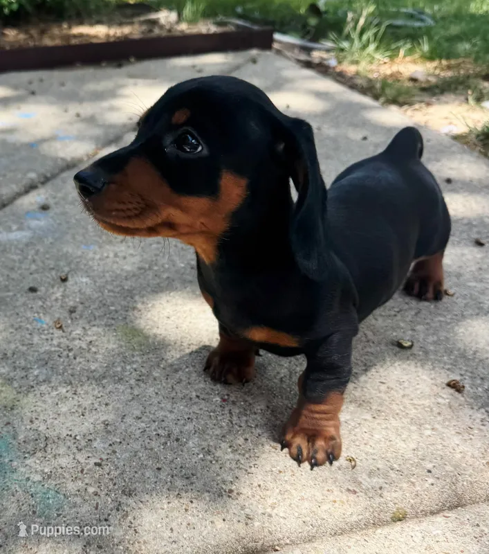 Theo – Dachshund puppy for sale in Fort Worth, TX