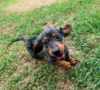 Auggie, a male Dachshund for sale in Fort Worth, TX – 2 of 3
