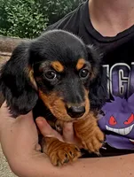 Dora, a female Dachshund for sale in Fort Worth, TX – 1 of 3