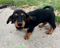 Dora, a female Dachshund for sale in Fort Worth, TX – 3 of 3