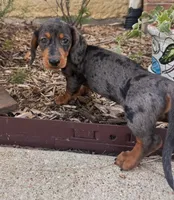 Auggie, a male Dachshund for sale in Fort Worth, TX – 3 of 3