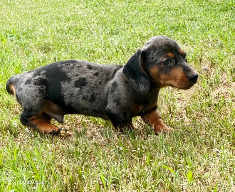 Auggie – Dachshund puppy for sale in Fort Worth, TX