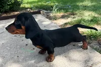 Kiki, a female Dachshund for sale in Fort Worth, TX – 3 of 3