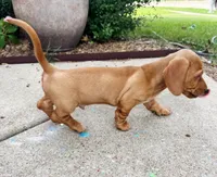 Buster, a male Dachshund for sale in Fort Worth, TX – 3 of 4