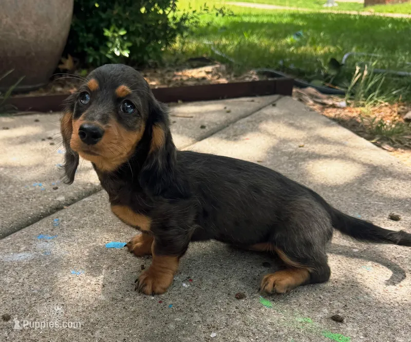 Roxy – Dachshund puppy for sale in Fort Worth, TX