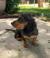 Roxy, a female Dachshund for sale in Fort Worth, TX – 2 of 2