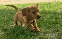 Buster, a male Dachshund for sale in Fort Worth, TX – 2 of 4
