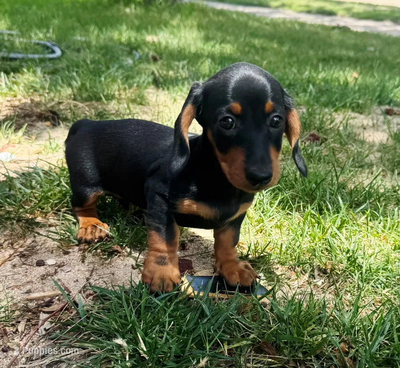Kiki – Dachshund puppy for sale in Fort Worth, TX