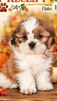 Max, a male Shih Tzu for sale in Lake Geneva, WI – 4 of 4