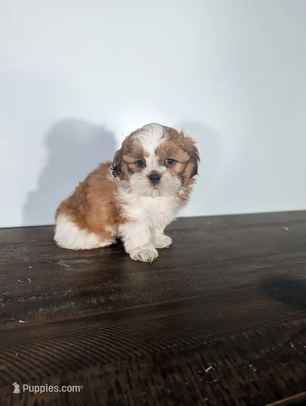Max – Shih Tzu puppy for sale in Lake Geneva, WI