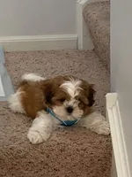 Max, a male Shih Tzu for sale in Lake Geneva, WI – 2 of 4