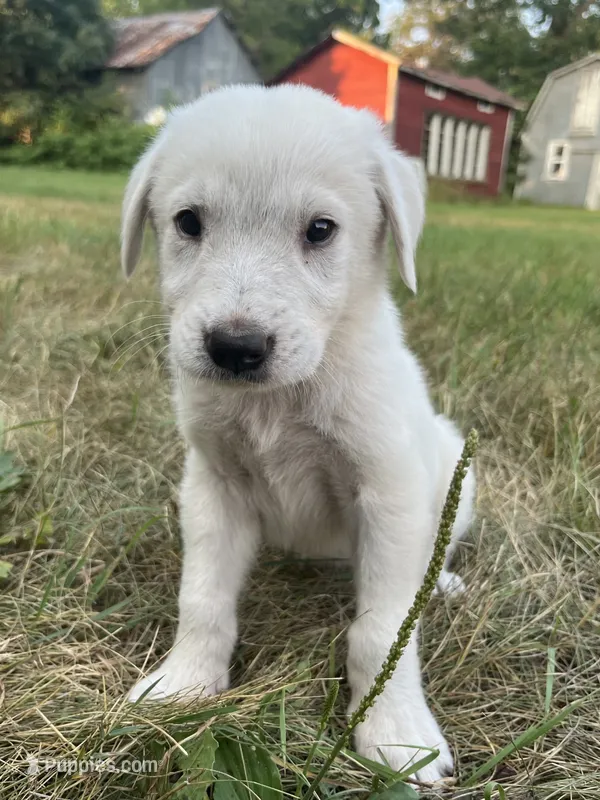 Burk – Spanish Mastiff puppy for sale in North Branch, MN