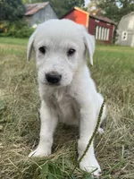 Burk, a male Spanish Mastiff for sale in North Branch, MN – 1 of 4