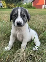 Lindy, a female Spanish Mastiff for sale in North Branch, MN – 3 of 7