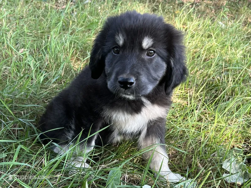 Milee – Spanish Mastiff puppy for sale in North Branch, MN