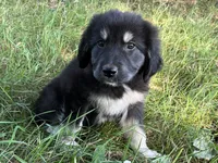 Milee, a female Spanish Mastiff and Great Pyrenees for sale in North Branch, MN – 1 of 10