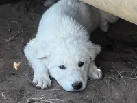 Fiona, a female Spanish Mastiff and Great Pyrenees for sale in North Branch, MN – 8 of 8