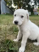 Burk, a male Spanish Mastiff for sale in North Branch, MN – 4 of 4