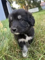 Milee, a female Spanish Mastiff for sale in North Branch, MN – 6 of 8