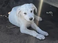 Burk, a male Spanish Mastiff and Great Pyrenees for sale in North Branch, MN – 3 of 6