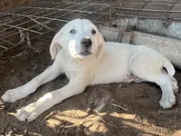 Burk, a male Spanish Mastiff and Great Pyrenees for sale in North Branch, MN – 4 of 6