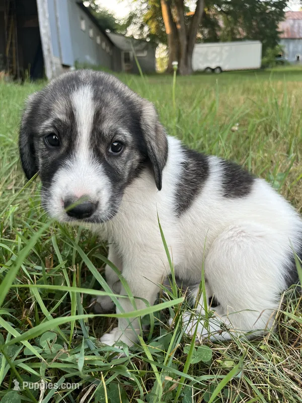 Lindy – Spanish Mastiff puppy for sale in North Branch, MN