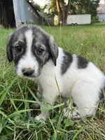 Lindy, a female Spanish Mastiff for sale in North Branch, MN – 1 of 7