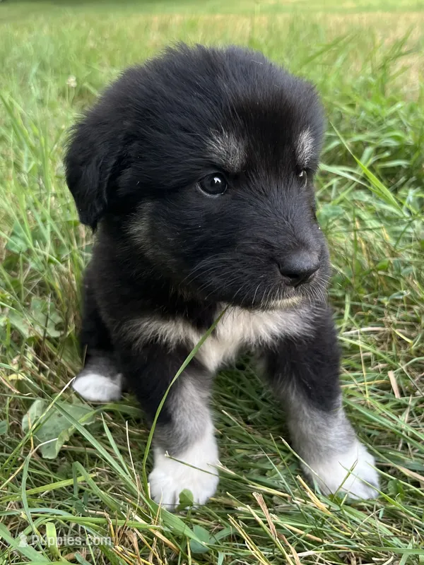 Milee – Spanish Mastiff puppy for sale in North Branch, MN