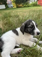 Lindy, a female Spanish Mastiff for sale in North Branch, MN – 4 of 7