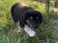 Milee, a female Spanish Mastiff and Great Pyrenees for sale in North Branch, MN – 9 of 10
