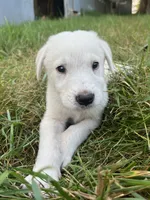 Burk, a male Spanish Mastiff for sale in North Branch, MN – 2 of 4