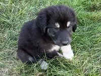 Milee, a female Spanish Mastiff and Great Pyrenees for sale in North Branch, MN – 8 of 10