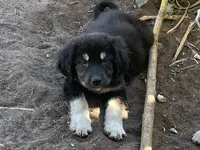 Milee, a female Spanish Mastiff and Great Pyrenees for sale in North Branch, MN – 10 of 10