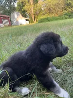 Milee, a female Spanish Mastiff for sale in North Branch, MN – 8 of 8