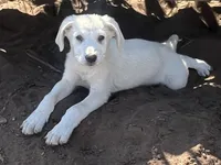 Burk, a male Spanish Mastiff and Great Pyrenees for sale in North Branch, MN – 2 of 6